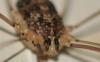 Nelima sp.
